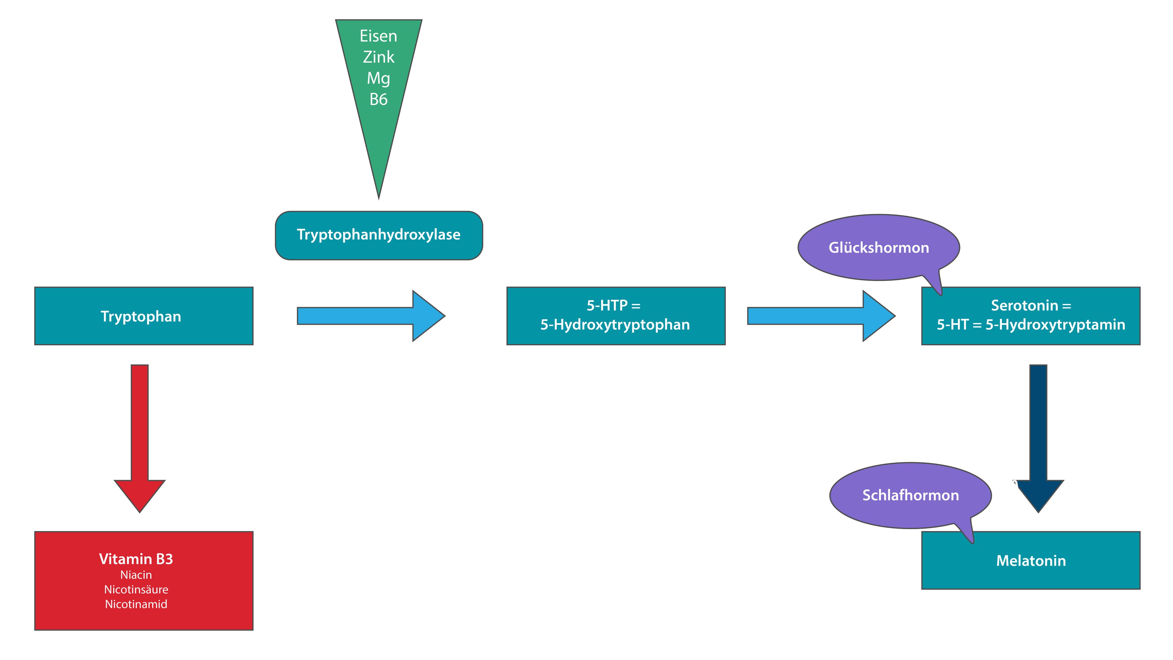 Schaubild Hormone Tryptophan Melatonin