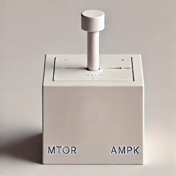 MTOR AMPK