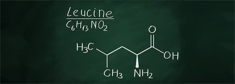 Proteine / Leucin