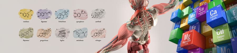 Workshop - Muskelaufbau - Training, Nährstoffe, Hormone