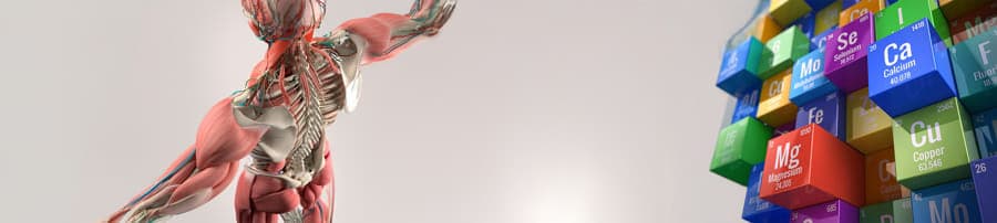 Workshop - Muskelaufbau - Training, Nährstoffe, Hormone